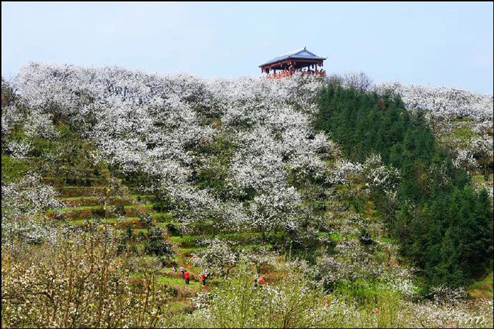 【春天，广西桂林灌阳县向您发出邀请！】我们在灌阳看梨花 - 游山玩水 - 常州生活社区 - 常州28生活网 cz.28life.net
