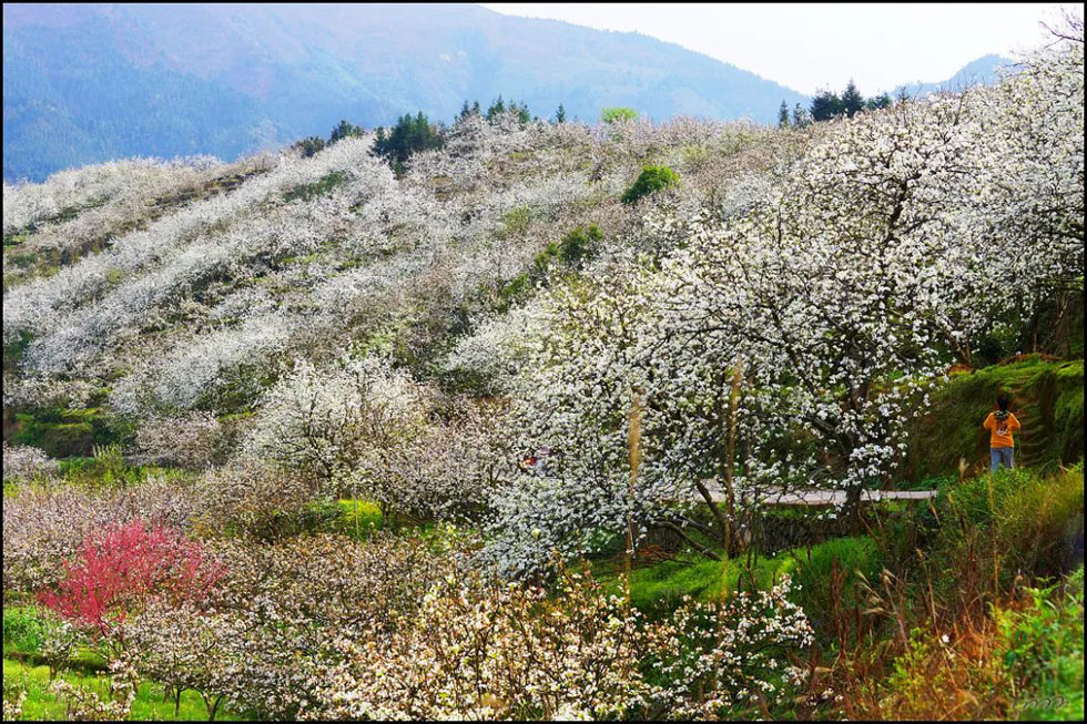 【春天，广西桂林灌阳县向您发出邀请！】我们在灌阳看梨花 - 游山玩水 - 常州生活社区 - 常州28生活网 cz.28life.net