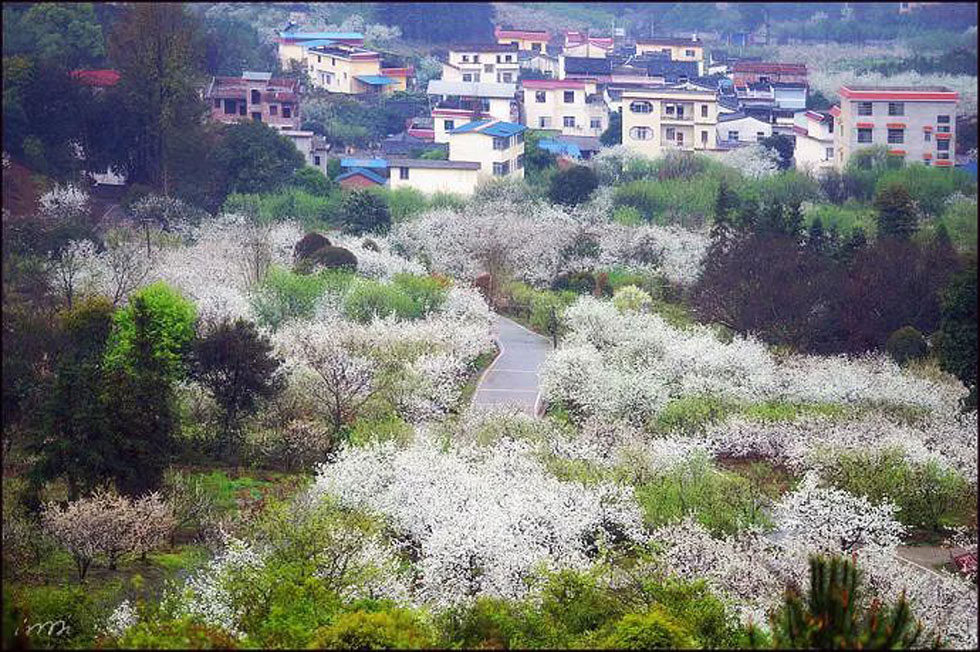 【春天，广西桂林灌阳县向您发出邀请！】我们在灌阳看梨花 - 游山玩水 - 常州生活社区 - 常州28生活网 cz.28life.net