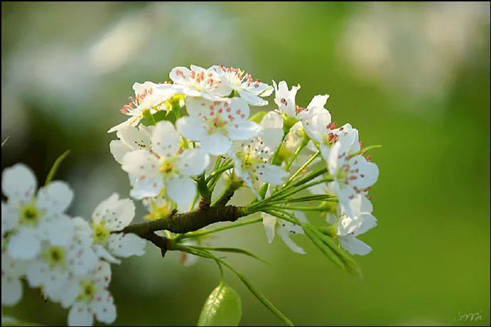 【春天，广西桂林灌阳县向您发出邀请！】我们在灌阳看梨花 - 游山玩水 - 常州生活社区 - 常州28生活网 cz.28life.net
