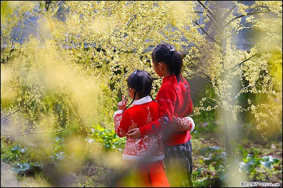 【春天，广西桂林灌阳县向您发出邀请！】米珠山前有片山苍子花在飘香 - 游山玩水 - 常州生活社区 - 常州28生活网 cz.28life.net