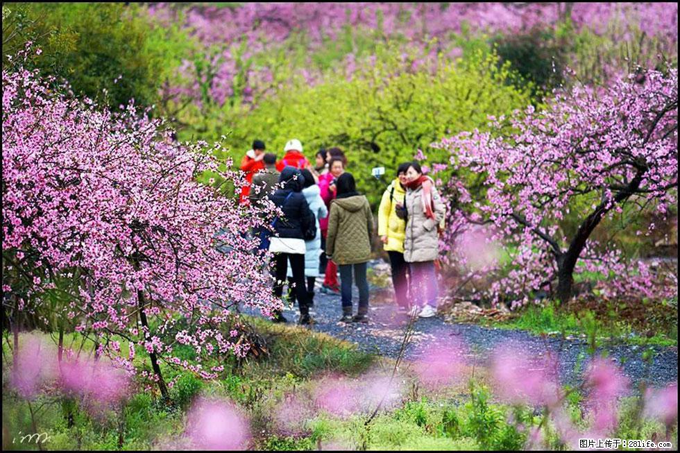 【春天，广西桂林灌阳县向您发出邀请！】官庄村有个醉美的桃花园 - 游山玩水 - 常州生活社区 - 常州28生活网 cz.28life.net