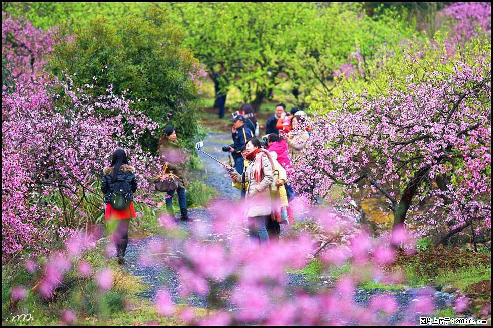 【春天，广西桂林灌阳县向您发出邀请！】官庄村有个醉美的桃花园 - 游山玩水 - 常州生活社区 - 常州28生活网 cz.28life.net