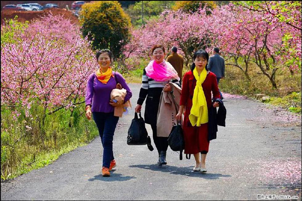 【春天，广西桂林灌阳县向您发出邀请！】官庄村有个醉美的桃花园 - 游山玩水 - 常州生活社区 - 常州28生活网 cz.28life.net