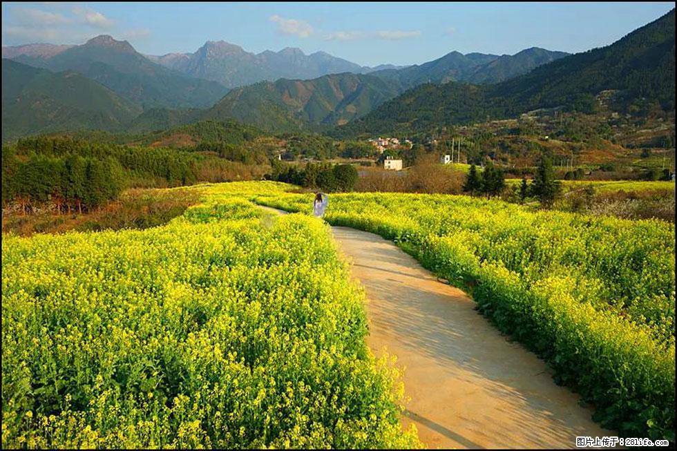 【春天，广西桂林灌阳县向您发出邀请！】长坪村油菜盛情花开 - 游山玩水 - 常州生活社区 - 常州28生活网 cz.28life.net