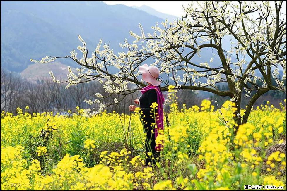 【春天，广西桂林灌阳县向您发出邀请！】长坪村油菜盛情花开 - 游山玩水 - 常州生活社区 - 常州28生活网 cz.28life.net
