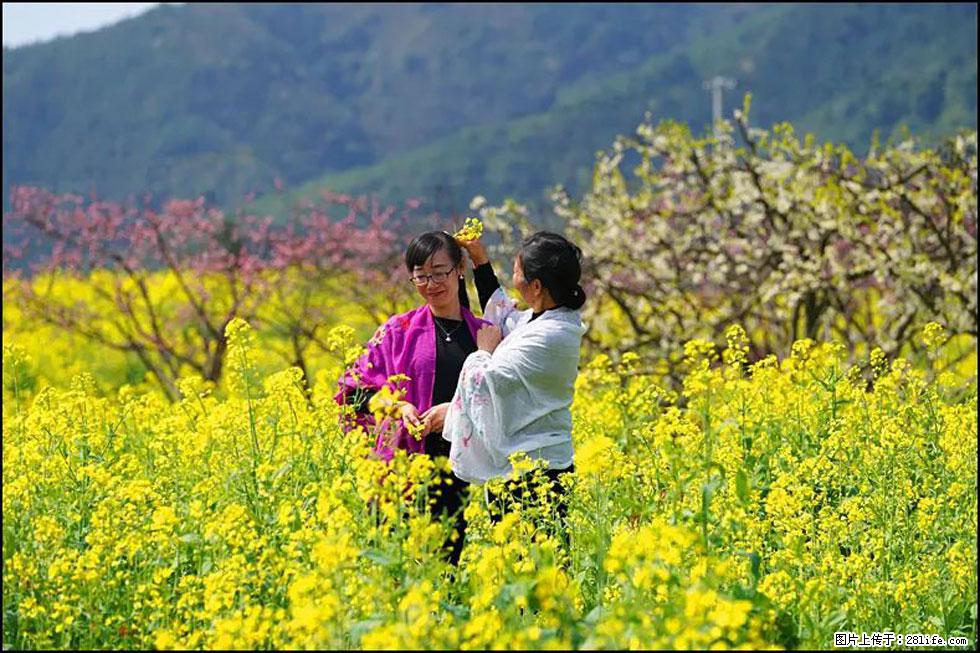 【春天，广西桂林灌阳县向您发出邀请！】长坪村油菜盛情花开 - 游山玩水 - 常州生活社区 - 常州28生活网 cz.28life.net