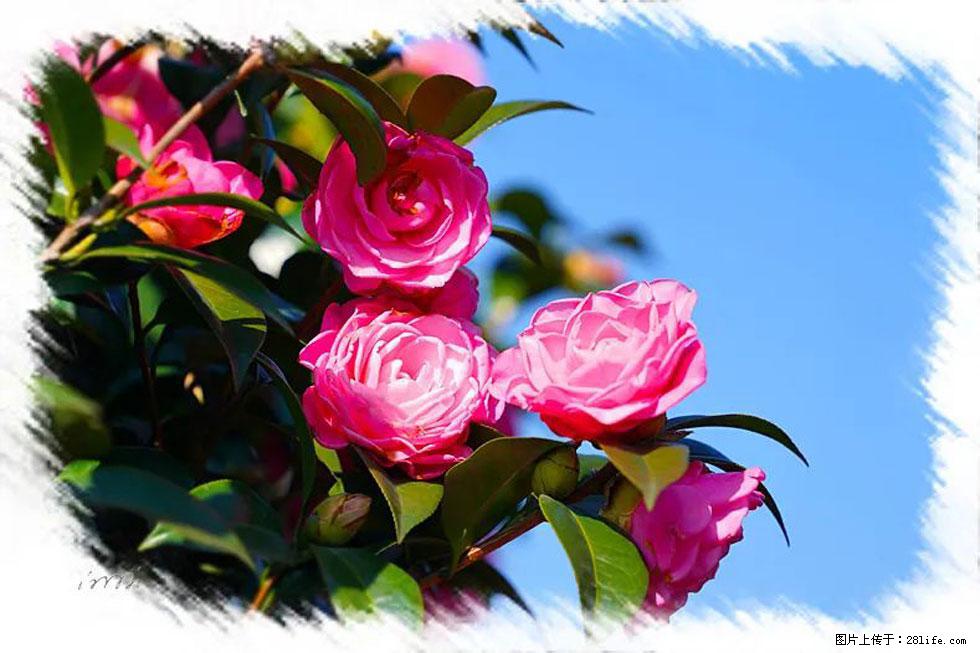 【春天，广西桂林灌阳县向您发出邀请！】杨柳井茶花惹人爱 - 游山玩水 - 常州生活社区 - 常州28生活网 cz.28life.net