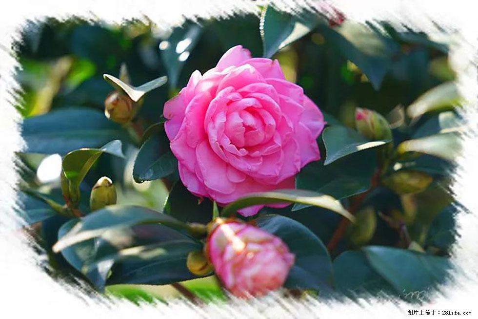 【春天，广西桂林灌阳县向您发出邀请！】杨柳井茶花惹人爱 - 游山玩水 - 常州生活社区 - 常州28生活网 cz.28life.net