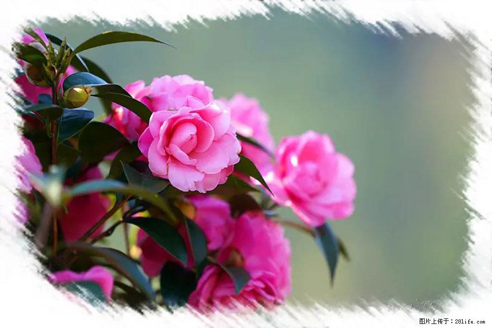 【春天，广西桂林灌阳县向您发出邀请！】杨柳井茶花惹人爱 - 游山玩水 - 常州生活社区 - 常州28生活网 cz.28life.net
