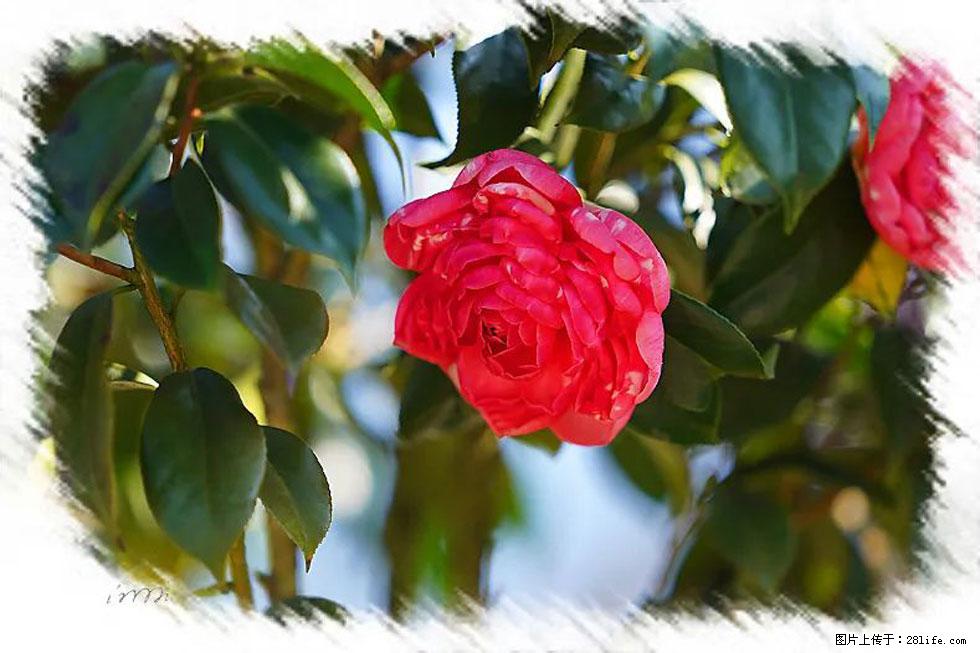 【春天，广西桂林灌阳县向您发出邀请！】杨柳井茶花惹人爱 - 游山玩水 - 常州生活社区 - 常州28生活网 cz.28life.net