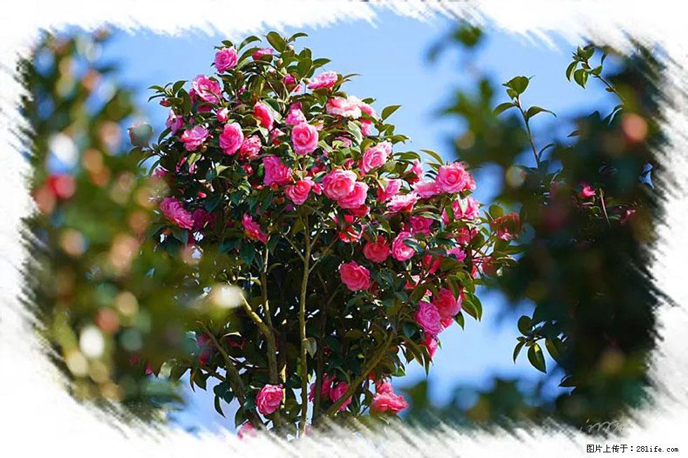 【春天，广西桂林灌阳县向您发出邀请！】杨柳井茶花惹人爱 - 游山玩水 - 常州生活社区 - 常州28生活网 cz.28life.net