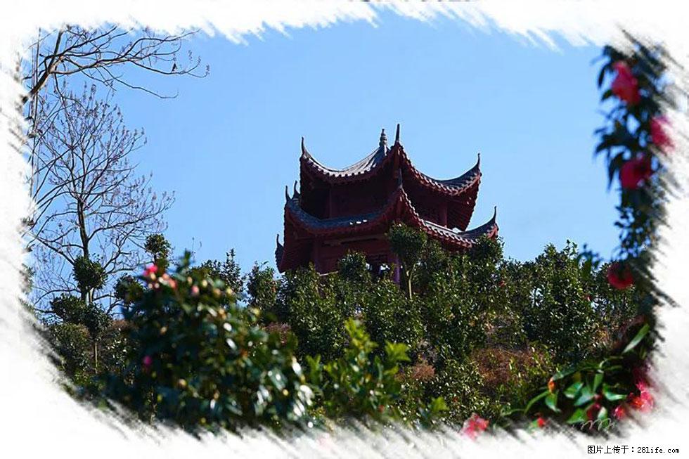 【春天，广西桂林灌阳县向您发出邀请！】杨柳井茶花惹人爱 - 游山玩水 - 常州生活社区 - 常州28生活网 cz.28life.net