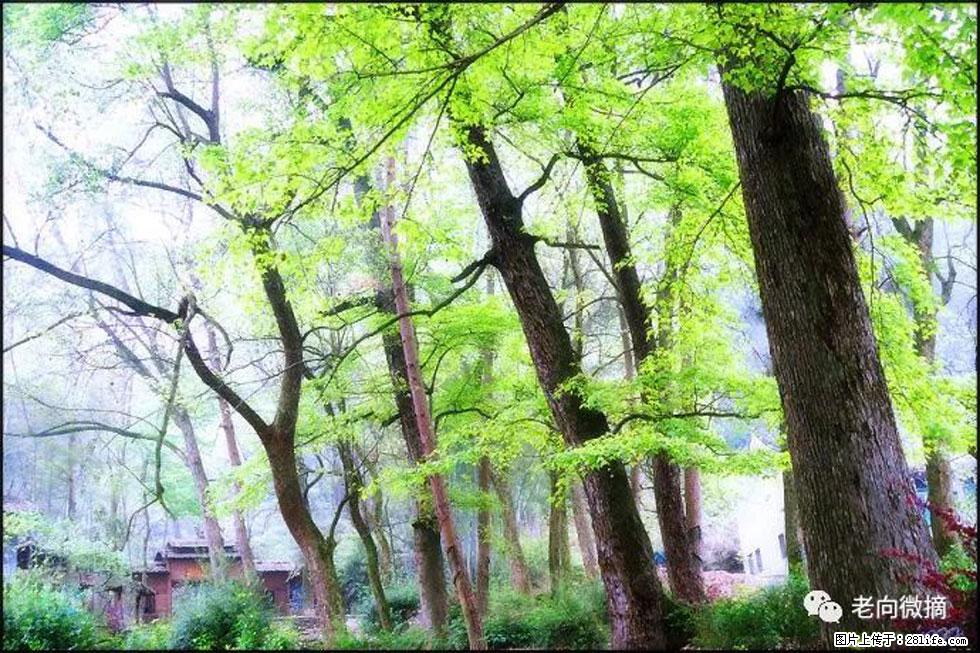 【春天，广西桂林灌阳县向您发出邀请！】在小龙村与春天约会 - 游山玩水 - 常州生活社区 - 常州28生活网 cz.28life.net