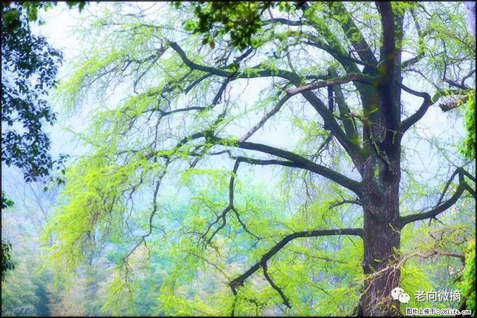 【春天，广西桂林灌阳县向您发出邀请！】在小龙村与春天约会 - 游山玩水 - 常州生活社区 - 常州28生活网 cz.28life.net