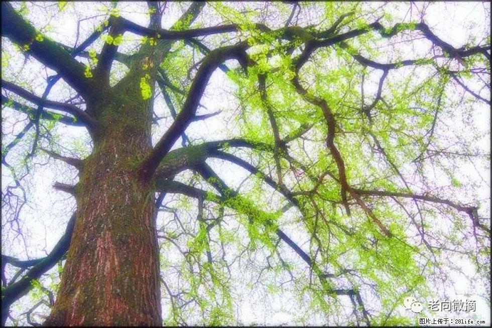 【春天，广西桂林灌阳县向您发出邀请！】在小龙村与春天约会 - 游山玩水 - 常州生活社区 - 常州28生活网 cz.28life.net