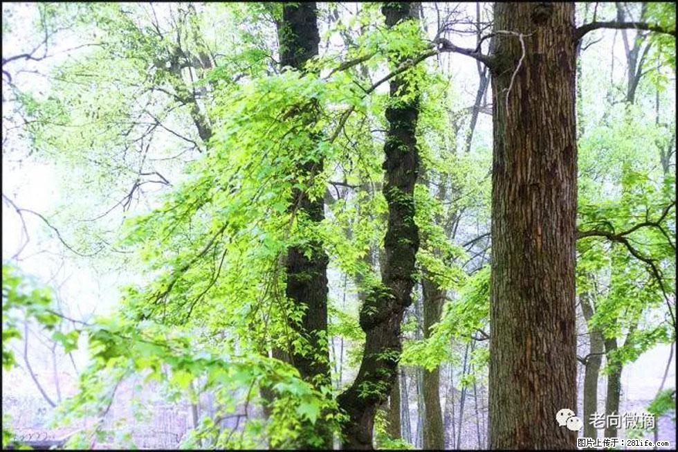 【春天，广西桂林灌阳县向您发出邀请！】在小龙村与春天约会 - 游山玩水 - 常州生活社区 - 常州28生活网 cz.28life.net