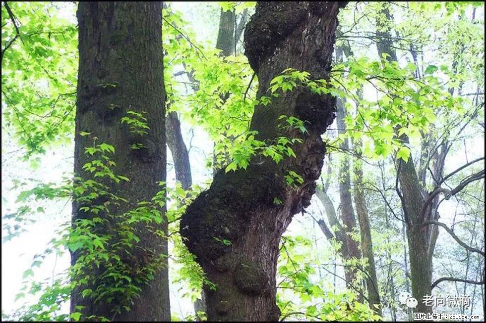 【春天，广西桂林灌阳县向您发出邀请！】在小龙村与春天约会 - 游山玩水 - 常州生活社区 - 常州28生活网 cz.28life.net