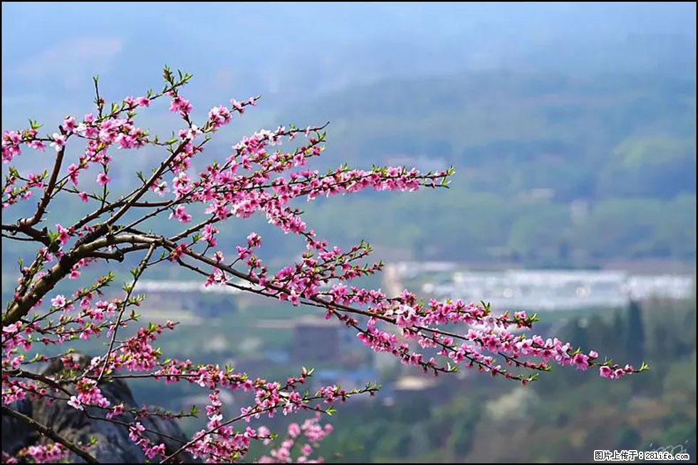 【春天，广西桂林灌阳县向您发出邀请！】望月岭上桃花开 - 游山玩水 - 常州生活社区 - 常州28生活网 cz.28life.net