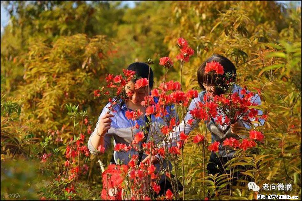 【春天，广西桂林灌阳县向您发出邀请！】登麒麟山，相约映山红 - 游山玩水 - 常州生活社区 - 常州28生活网 cz.28life.net