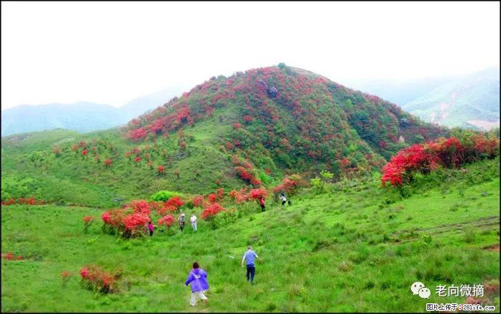 【春天，广西桂林灌阳县向您发出邀请！】宝盖山上映山红 - 游山玩水 - 常州生活社区 - 常州28生活网 cz.28life.net