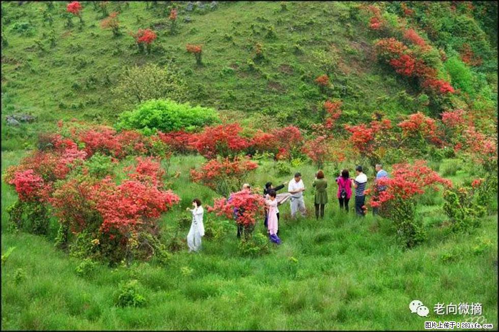 【春天，广西桂林灌阳县向您发出邀请！】宝盖山上映山红 - 游山玩水 - 常州生活社区 - 常州28生活网 cz.28life.net