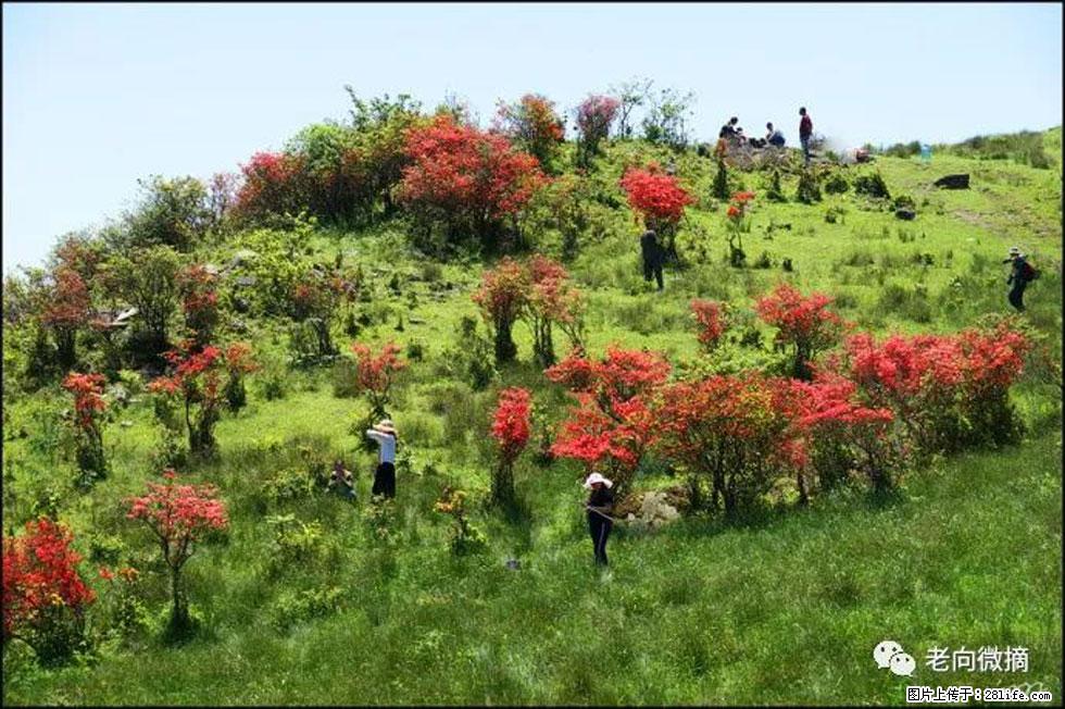 【春天，广西桂林灌阳县向您发出邀请！】宝盖山上映山红 - 游山玩水 - 常州生活社区 - 常州28生活网 cz.28life.net