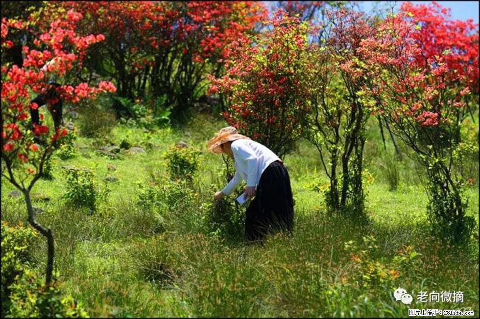 【春天，广西桂林灌阳县向您发出邀请！】宝盖山上映山红 - 游山玩水 - 常州生活社区 - 常州28生活网 cz.28life.net