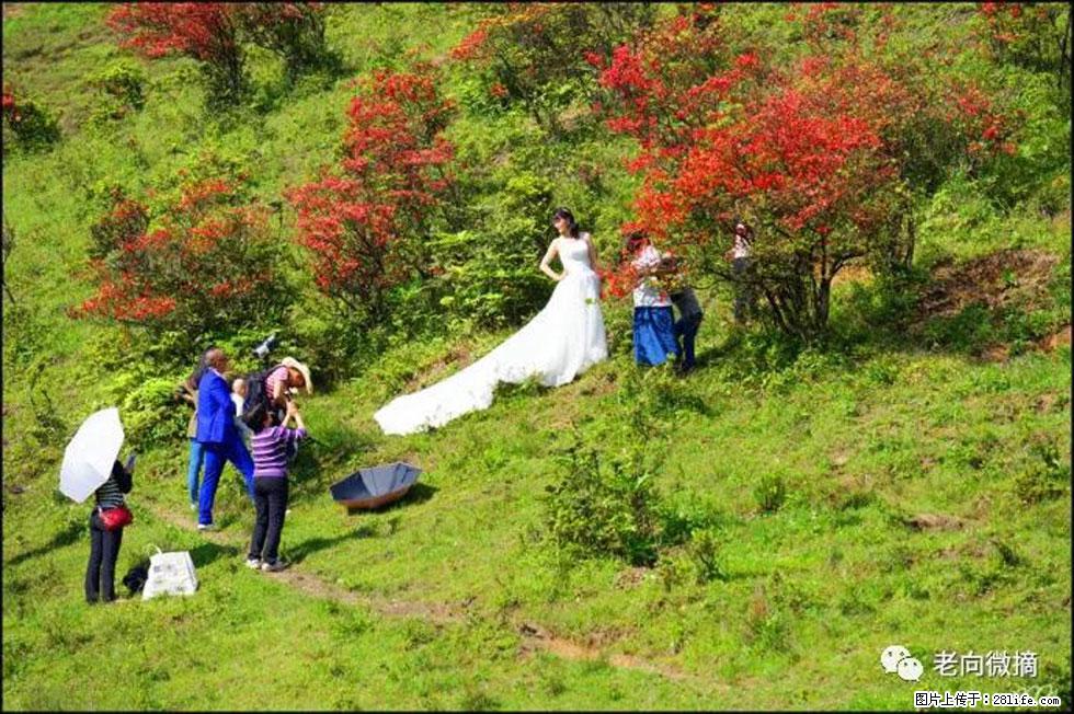 【春天，广西桂林灌阳县向您发出邀请！】宝盖山上映山红 - 游山玩水 - 常州生活社区 - 常州28生活网 cz.28life.net