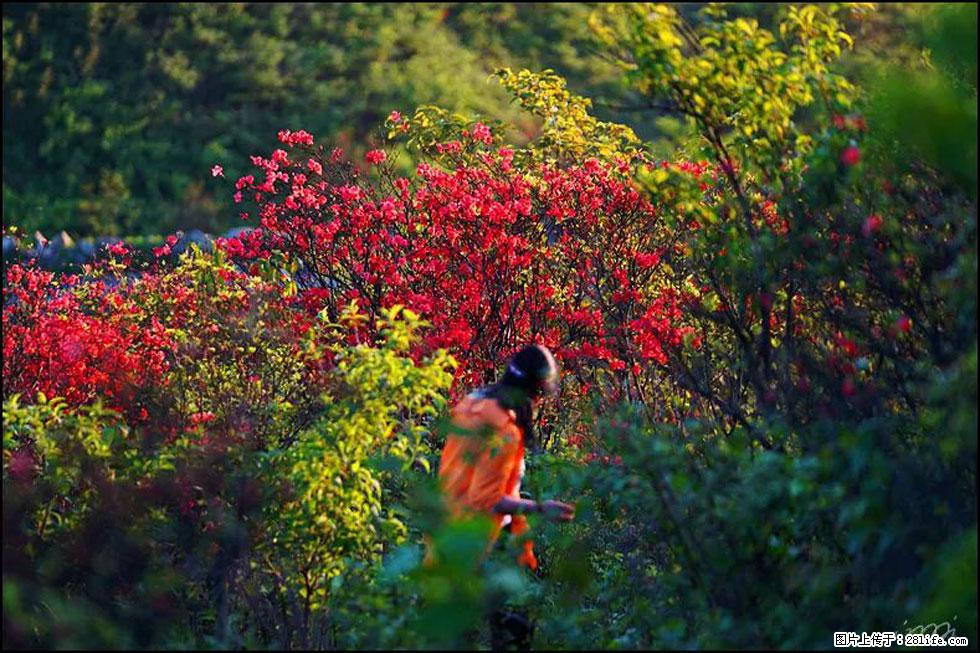 【春天，广西桂林灌阳县向您发出邀请！】春木界上映山红 - 游山玩水 - 常州生活社区 - 常州28生活网 cz.28life.net