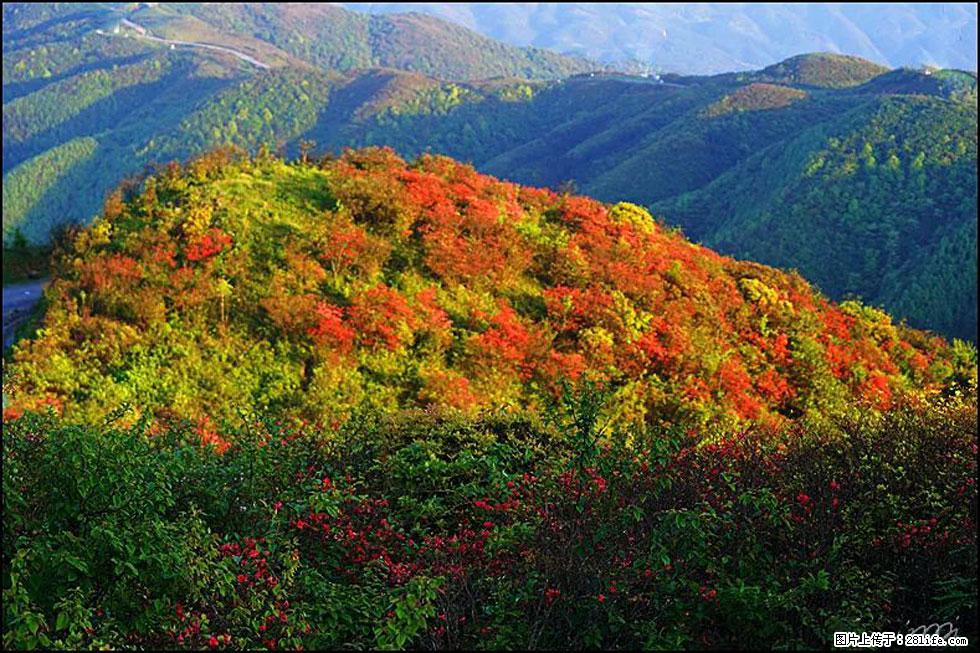 【春天，广西桂林灌阳县向您发出邀请！】春木界上映山红 - 游山玩水 - 常州生活社区 - 常州28生活网 cz.28life.net