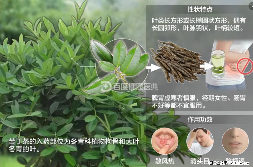 苦丁茶有哪些功效和作用 - 生活百科 - 常州生活社区 - 常州28生活网 cz.28life.net