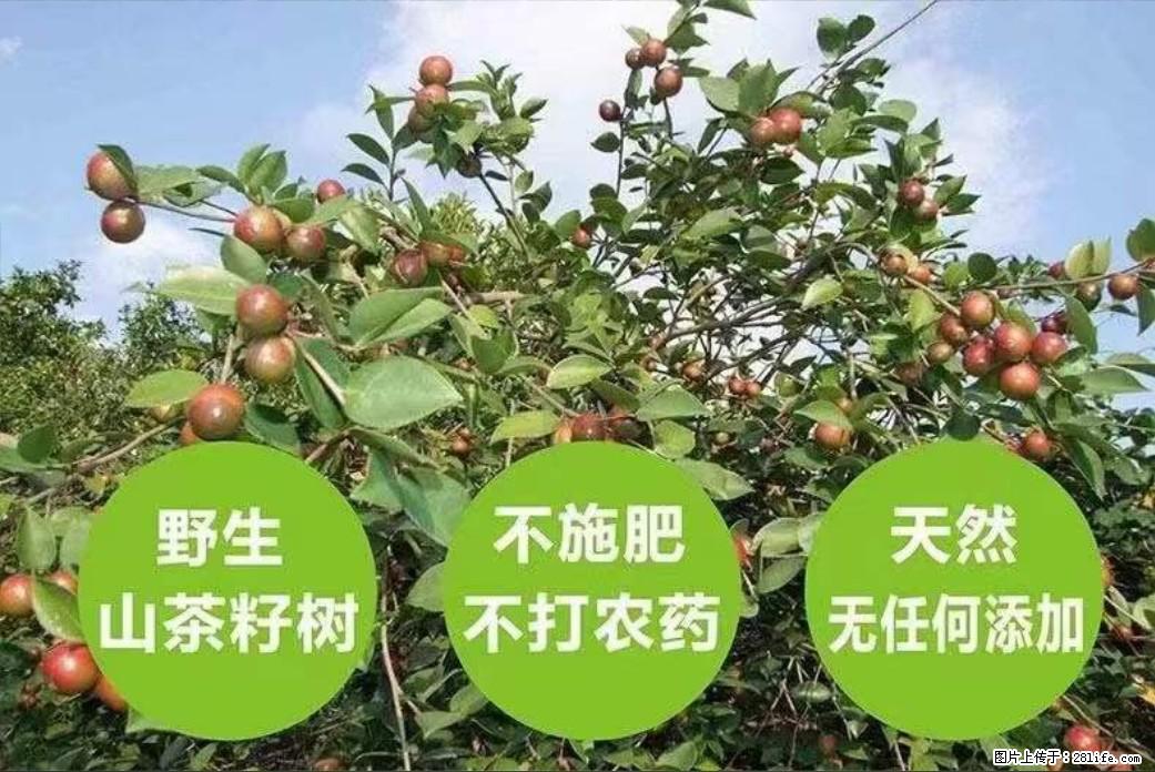 【灌阳县油茶产业示范区】一个有着充实的精神生活的人，对待身外之物自会有一种淡泊的态度 - 土特产 - 饮食特产 - 常州分类信息 - 常州28生活网 cz.28life.net