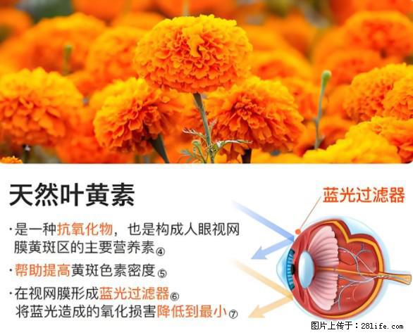 叶黄素有什么功效和作用 - 生活百科 - 常州生活社区 - 常州28生活网 cz.28life.net