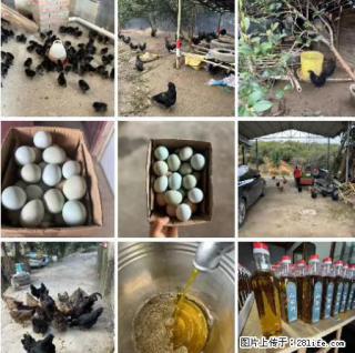 油茶园从小鸡仔开始养起的纯土鸡、土鸡蛋可以预定啦！还有前几天刚榨的纯山茶油哦 - 常州28生活网 cz.28life.net
