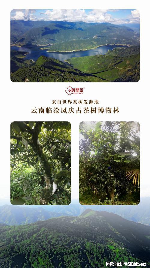 时间果百年古树2025年春红茶 - 购物交流 - 常州生活社区 - 常州28生活网 cz.28life.net