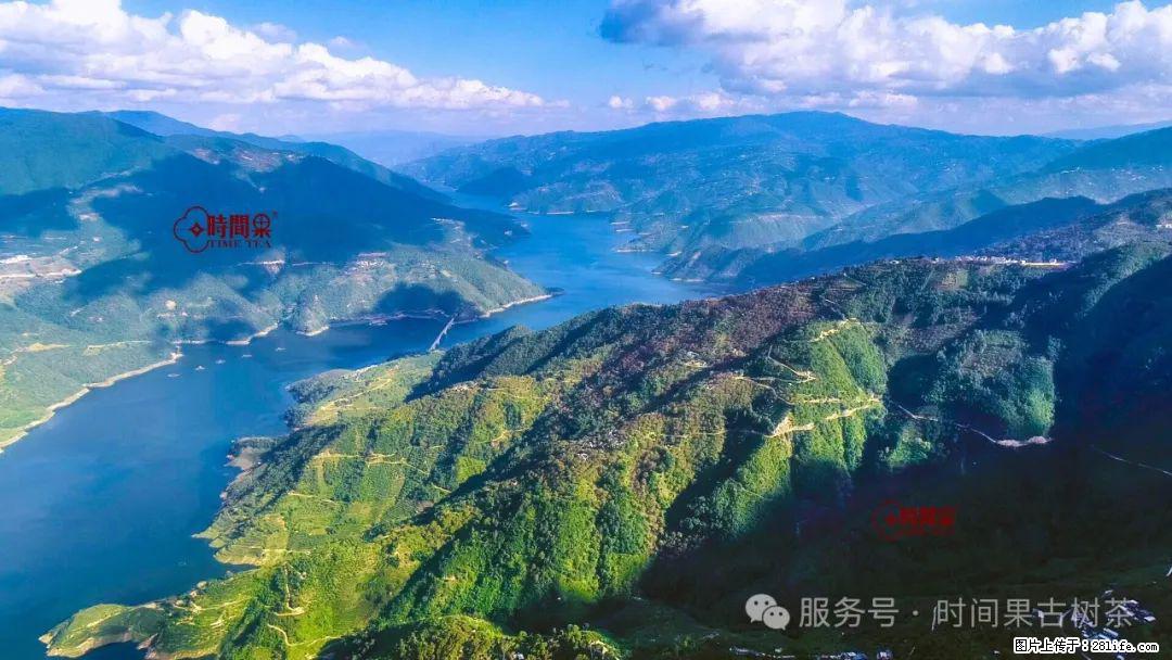 时间果百年古树龙珠普洱生茶 - 购物交流 - 常州生活社区 - 常州28生活网 cz.28life.net