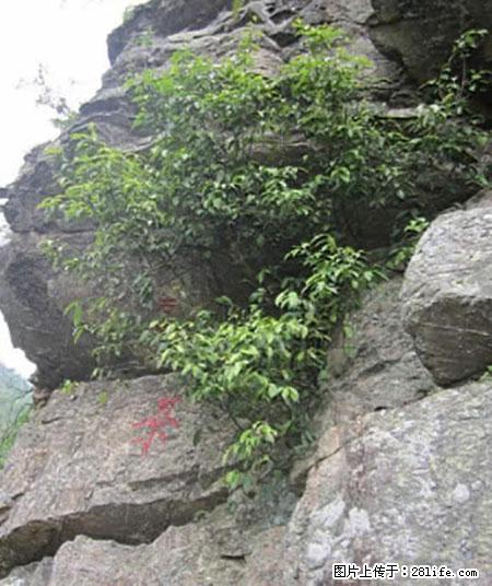 平乐石崖茶，珍贵仅次于金花茶 - 常州生活资讯 - 常州28生活网 cz.28life.net