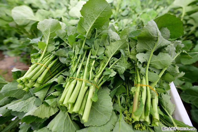 这些蔬菜是“天然钙片”，这6种被医生重点推荐 - 常州生活资讯 - 常州28生活网 cz.28life.net